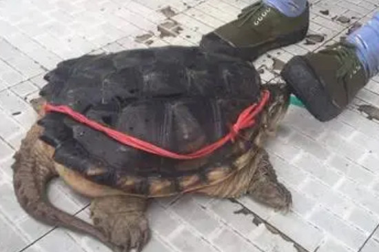 乌龟一岁等于几年