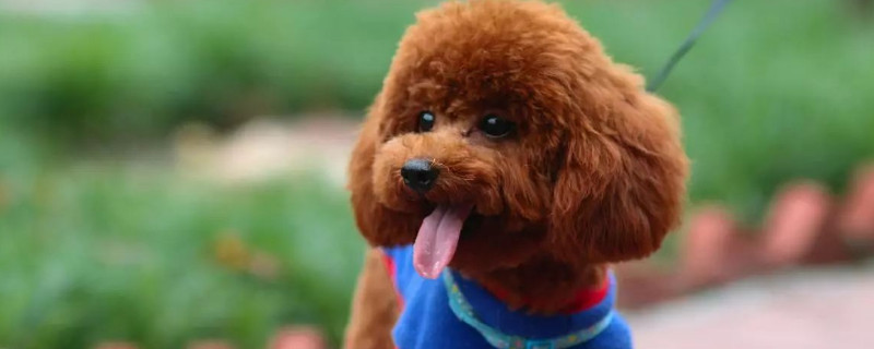 茶杯犬能吃香肠吗