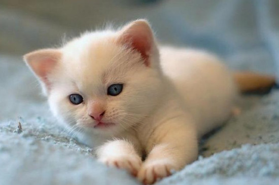 猫咪黑下巴结痂应该弄掉吗