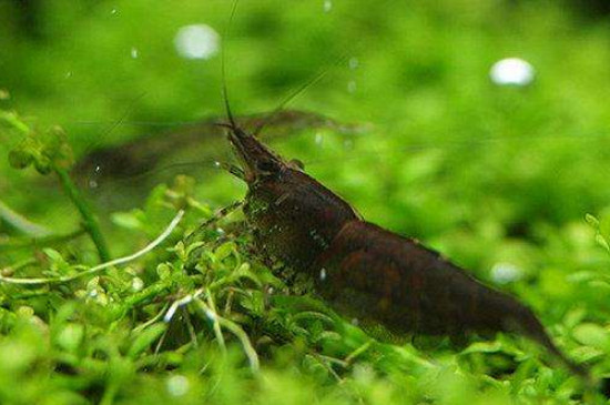 黑壳虾没有藻会饿死吗