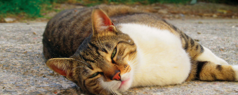 猫咪拉肚子了怎么办?