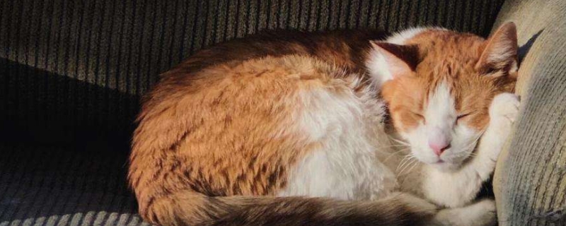 猫咪惊吓过度会死亡吗