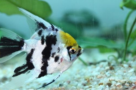 鱼缸水2天就浑浊怎么办