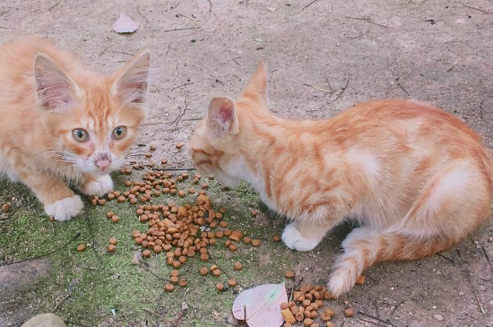 母猫生产完身上很脏怎么办