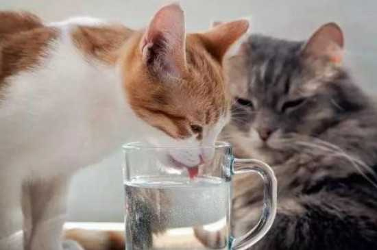 猫咪两天没拉屎怎么办
