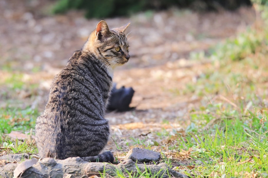 猫咪吃了蟑螂怎么办