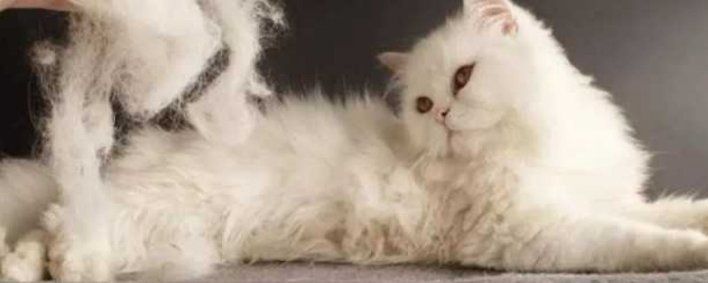 猫咪掉毛严重怎么办
