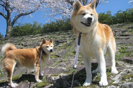 柴犬怎么打都不听话怎么办