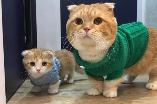 大猫咬小猫是玩耍还是真咬