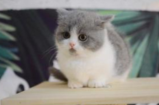 拿破仑猫怎么看品相