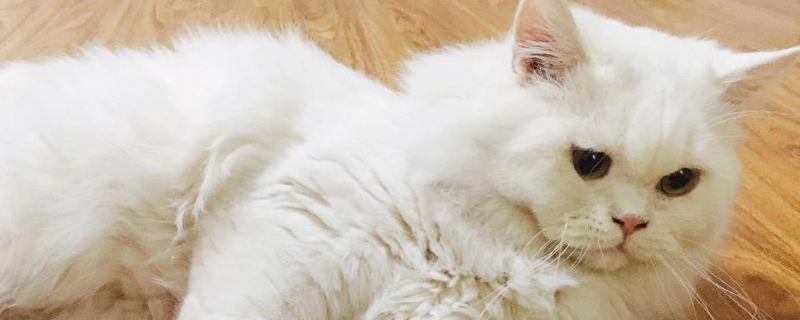 猫嚎春为啥不能打断