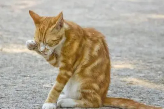 小猫眼睛分泌物多怎么回事