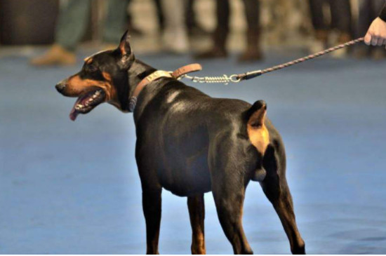 杜宾犬可以吃米饭吗
