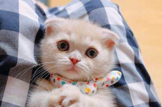 猫咪趴着摇尾巴是什么意思