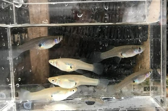 食蚊鱼多久繁殖一次