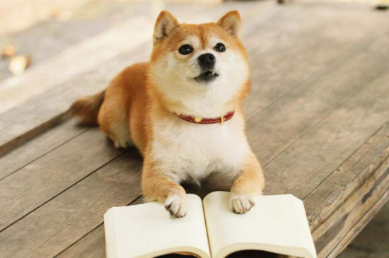 柴犬怎么看品相
