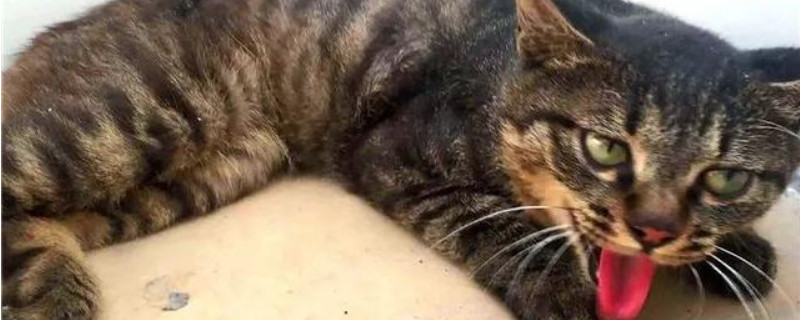 猫咪吐虫子还能活几天