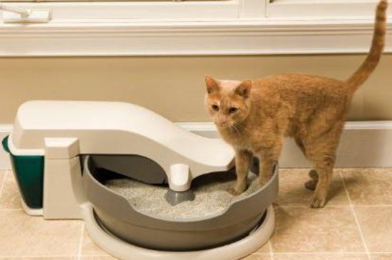 猫不会埋屎怎么办?怎么训练?