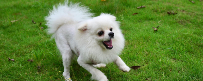 博美犬能吃火腿肠吗