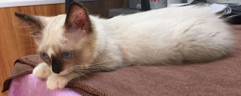 猫咪多久打一次疫苗