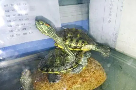 乌龟头仰起张嘴什么意思