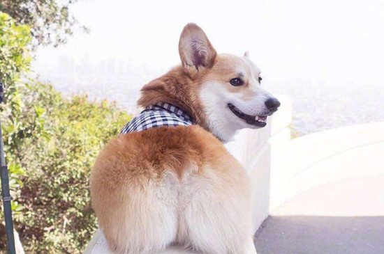 狗狗可以同时吃红薯和南瓜吗