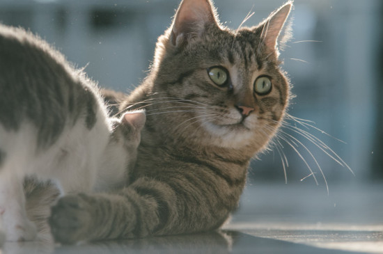 猫做完绝育手术几天可以摘脖圈