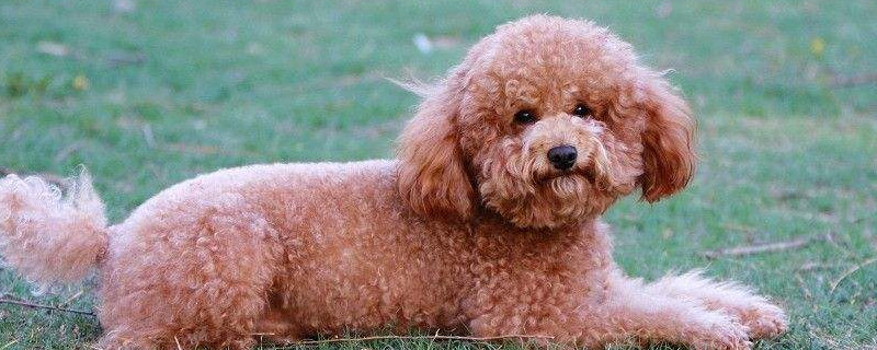 泰迪能吃橘子吗