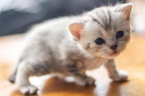 20天的小猫会自己排便吗