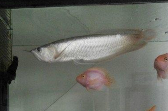 鱼缸粪便吸不走怎么办