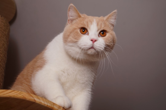 猫咪肚子有硬块是怎么回事