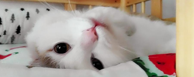 猫打滚翻肚子什么意思