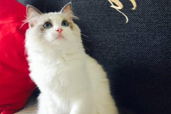 猫咪长跳蚤怎么办