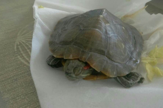 乌龟口吐白沫是怎么回事