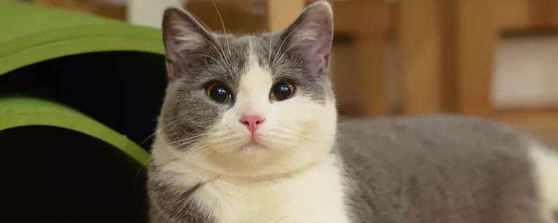 猫咪肚子有硬块是怎么回事