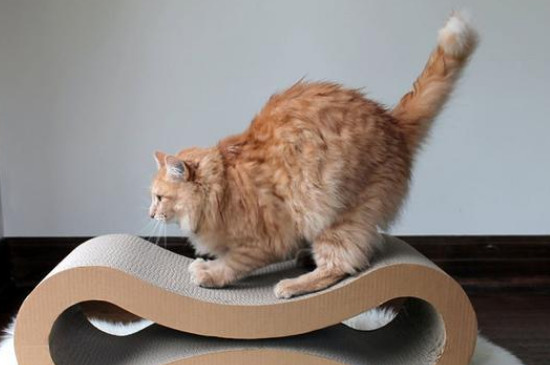 三天家里没人猫可以吗