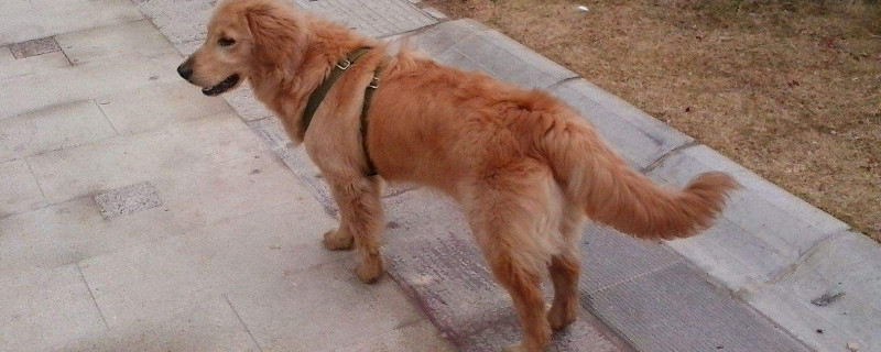 金毛怎么训练大小便