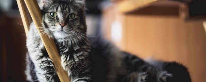 猫咪嘴边长癣怎么处理