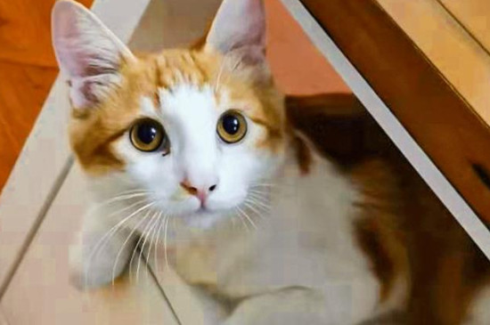 猫用尾巴扫你什么意思