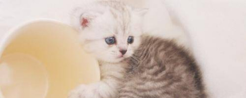 没断奶的小猫怎么养活