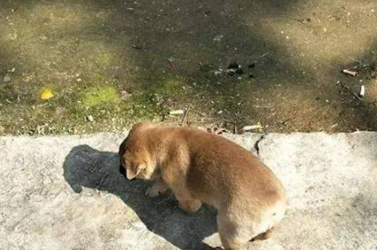 狗狗闻主人裤裆是什么原因
