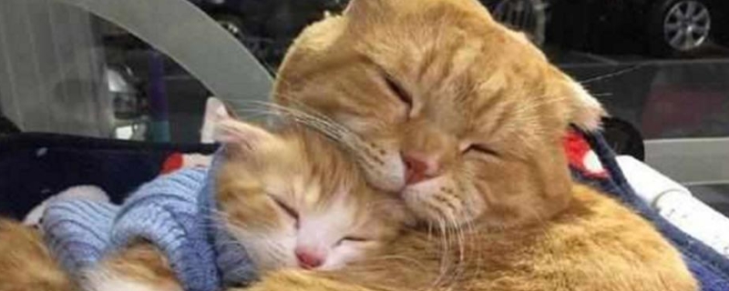 猫生产为什么要主人守着