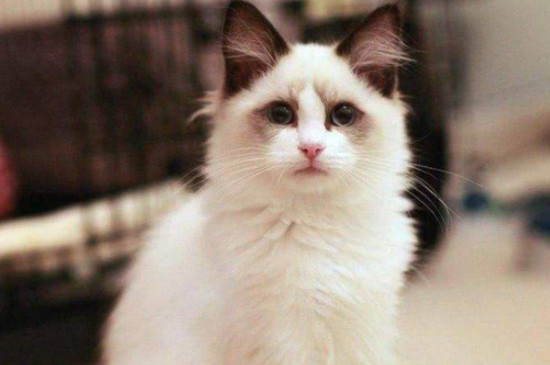 褴褛猫怎么配出来的