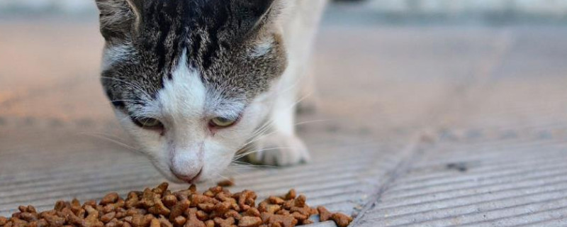 换猫粮拉稀怎么办