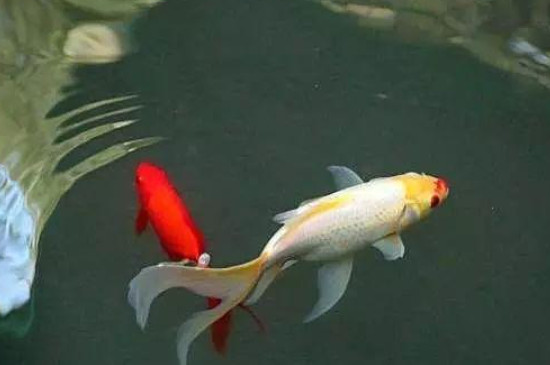 怎样训练锦鲤不怕人