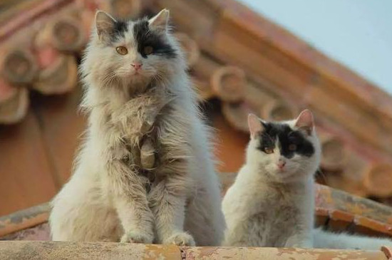猫能吃螃蟹吗