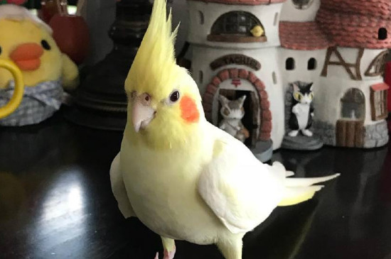 新手养鸟注意事项