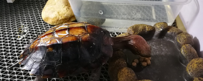 乌龟冬眠苏醒后怎么办