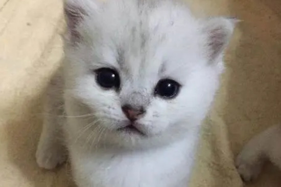 猫羊奶粉放6小时还能喝吗