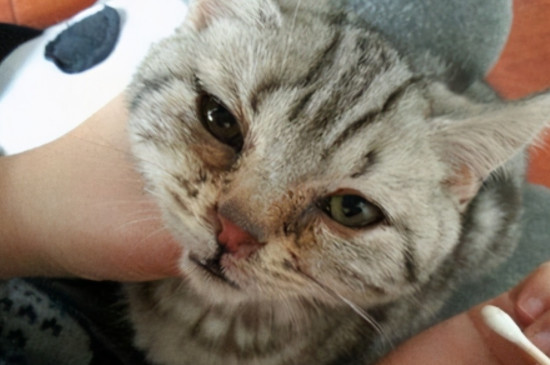 猫咪有泪痕怎么去除
